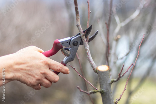 Pruning branches of fruit tree. Spring garden work.