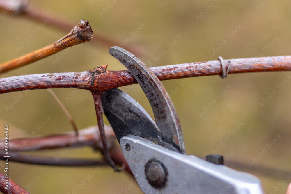 Pruning a vine. Spring work in a vineyard. Close up, blurred background. Pruning a vine. Spring work in a vineyard. Close up, blurred background.