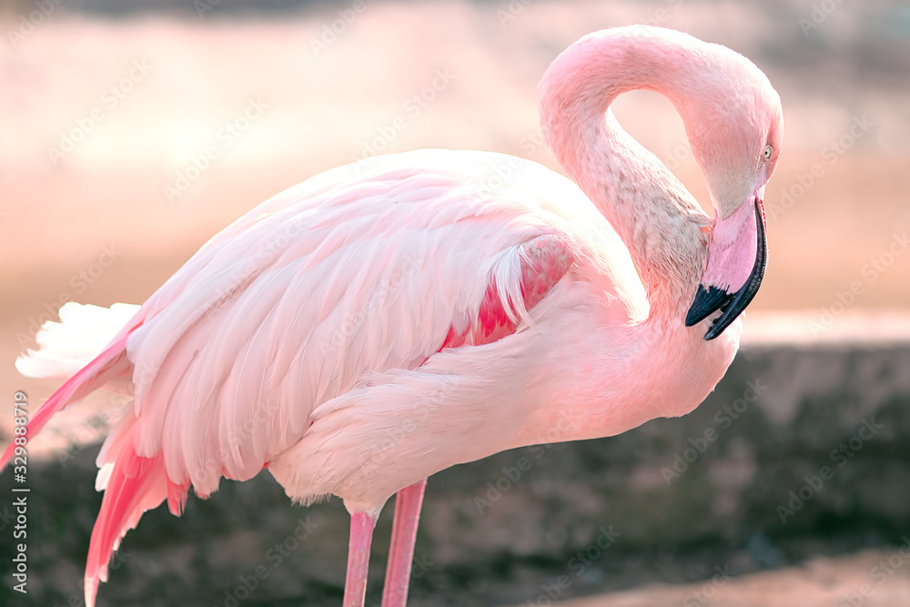 Naklejka premium Pink flamingo graceful and gentle bird stands lowered head