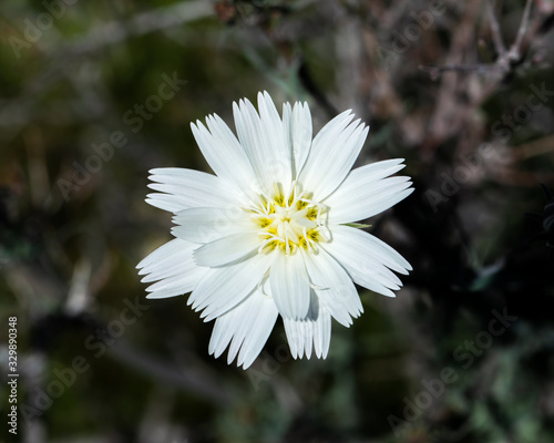 Desert chicory (Rafinesquia neomexicana) showy white sunflower with only ray florets. Each strap shaped ligule has 5 tips on this native annual wildflower. photo