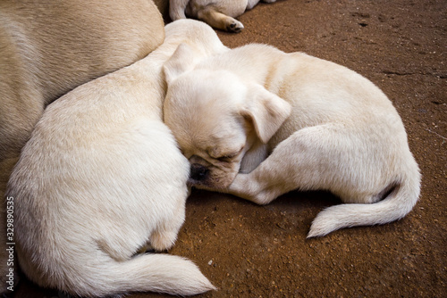 Pug puppies lying on the cement floor sleeping