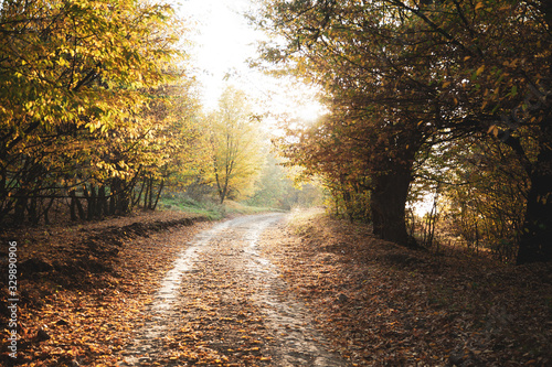 colorful trees with road