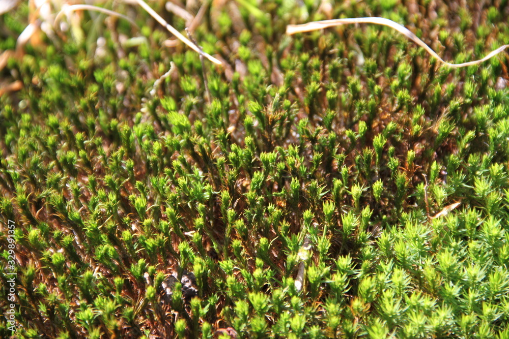 Green star moss in the forest during spring time Green star moss in the forest during spring time
