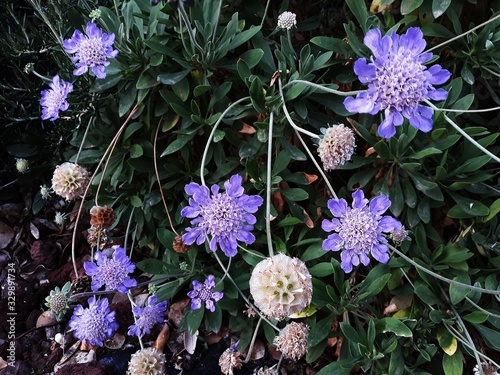 Flowers of Scabiosa columbaria Butterfly Blue or Pincushion, in the garden. It is a flowering plant in the family Caprifoliaceae. photo