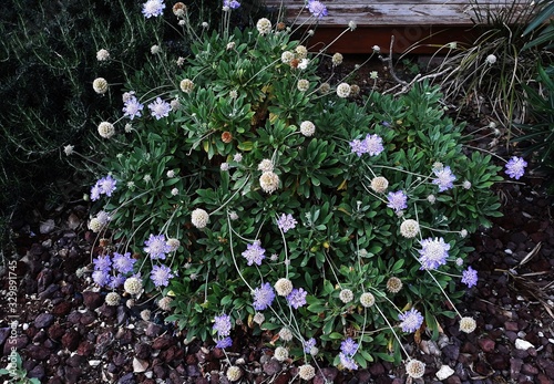 Flowers of Scabiosa columbaria Butterfly Blue or Pincushion, in the garden. It is a flowering plant in the family Caprifoliaceae. photo