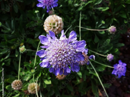 Scabiosa columbaria Butterfly Blue or Pincushion flower in the garden. It is a flowering plant in the family Caprifoliaceae. photo