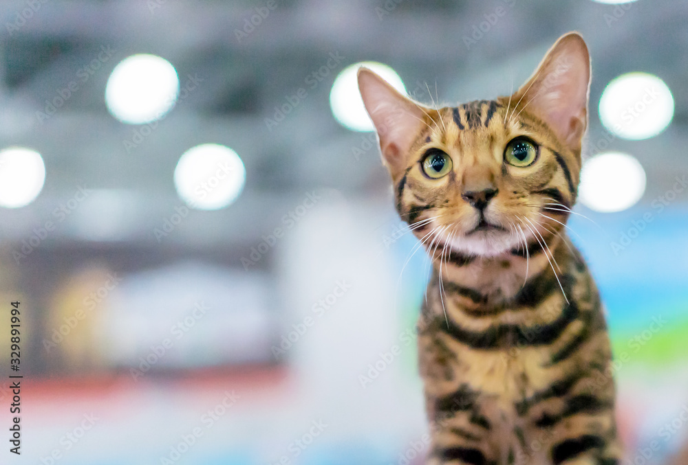Naklejka premium Tabby bengal kitten with green eyes. Portrait of a shorthair bengal cat.