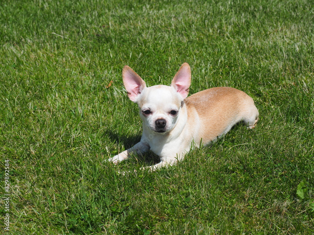 Chihuahua lying on the grass