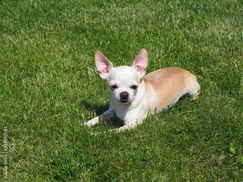Chihuahua lying on the grass © Sergey