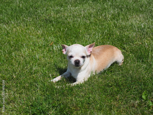 Chihuahua lying on the grass © Sergey