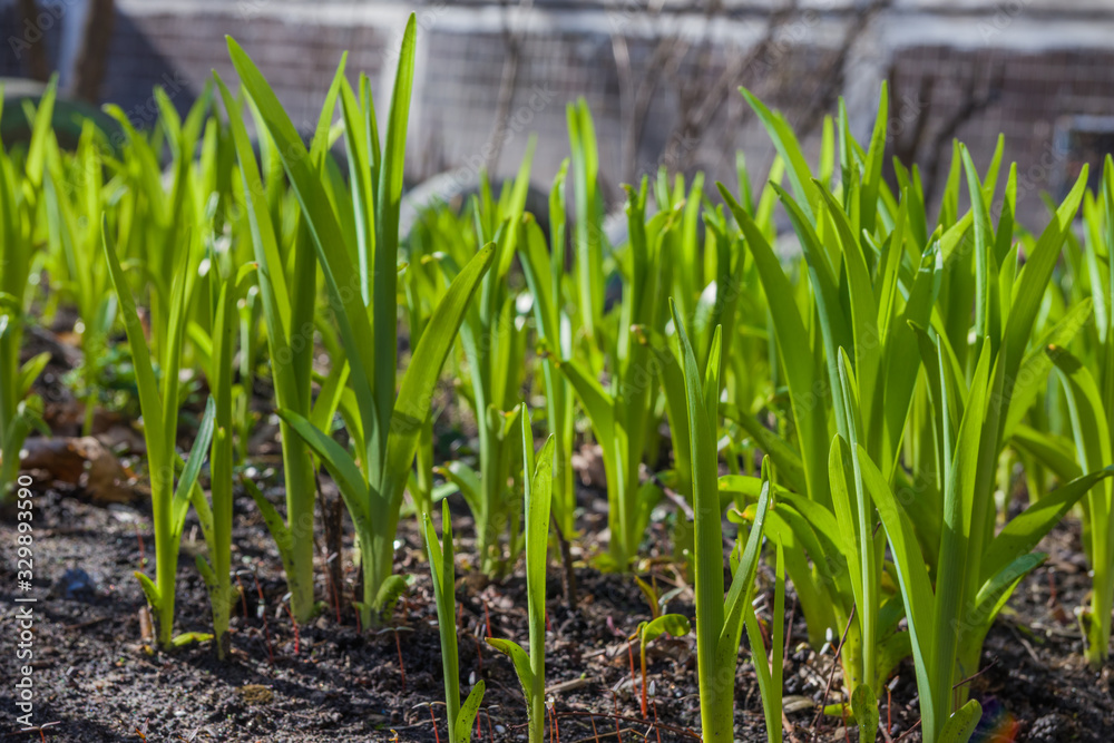 Obraz premium Young green sprouts of flowers grow in the ground of a sunny garden. Spring flowers. Green leaves of young plants.