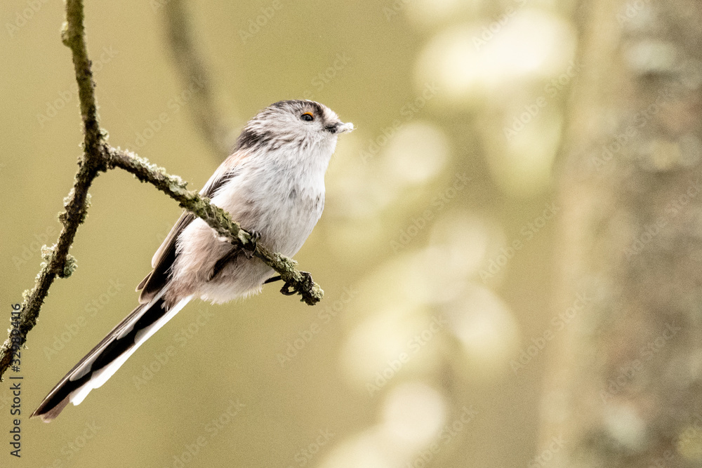 Naklejka premium Long Tail tit