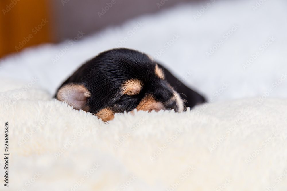 a small black Yorkshire Terrier puppy sleeps on a white blanket a small black Yorkshire Terrier puppy sleeps on a white blanket