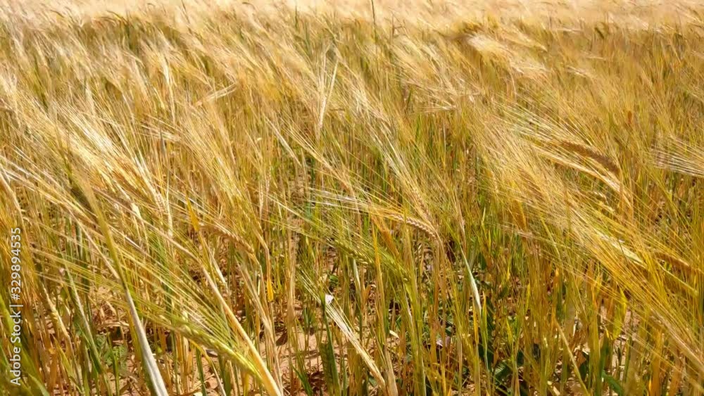 Gold colored wheat crop plants swaying through wind outdoor in agriculture field. Gold colored wheat crop plants swaying through wind outdoor in agriculture field.