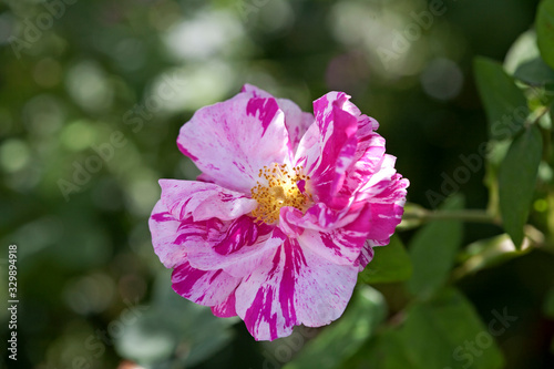 Rosa Mundi Old Rose Pink & White