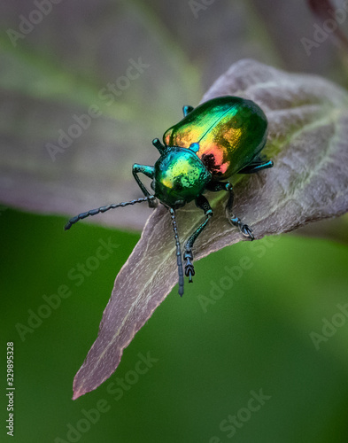 Close up of an iridescent green beetle on a leaf