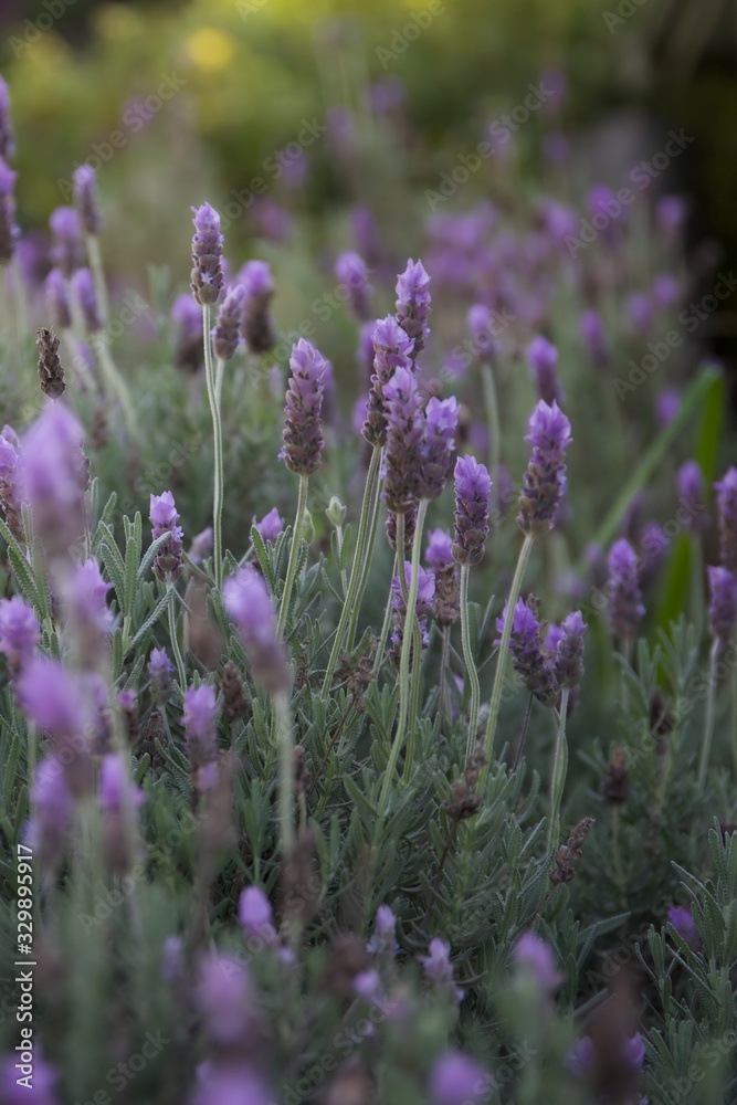 Naklejka premium Lavender flowers. Close up view of lavender flowers in a garden flowerbed