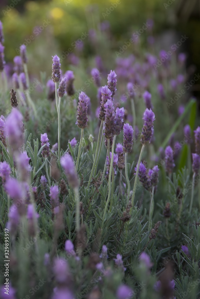 Lavender flowers.  Close up view of lavender flowers in a garden flowerbed