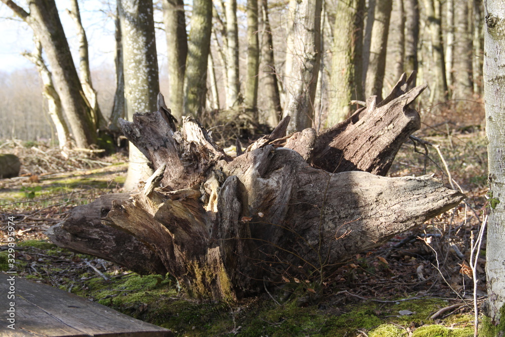 Drift wood old tree stump in the alsatian forest Drift wood old tree stump in the alsatian forest
