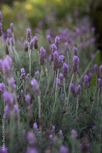 Lavender flowers.  Close up view of lavender flowers in a garden flowerbed © Angela