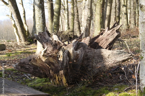 Drift wood old tree stump in the alsatian forest