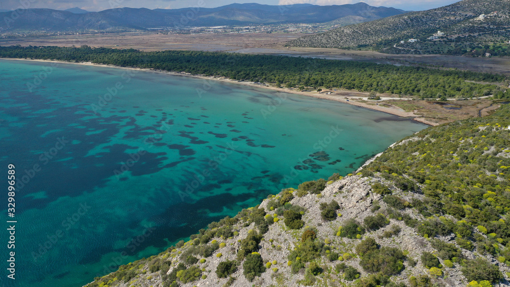 Aerial drone photo of beautiful turquoise beach and rare pine tree forest of Shinias area of Attica a natural preserve, Greece Aerial drone photo of beautiful turquoise beach and rare pine tree forest of Shinias area of Attica a natural preserve, Greece