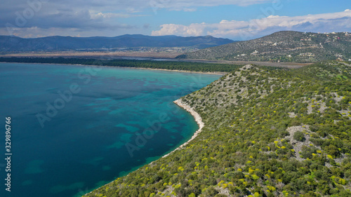 Aerial drone photo of beautiful turquoise beach and rare pine tree forest of Shinias area of Attica a natural preserve, Greece