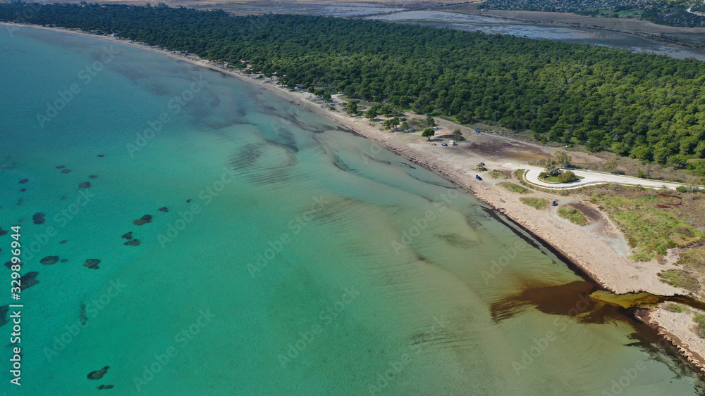 Aerial drone photo of beautiful turquoise beach and rare pine tree forest of Shinias area of Attica a natural preserve, Greece