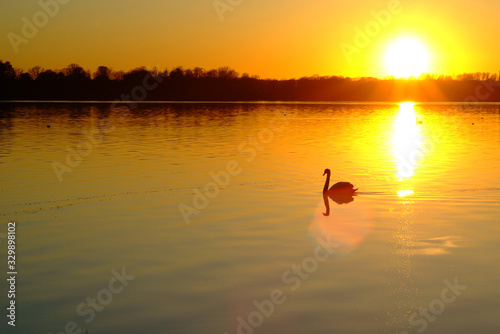 Fototapeta Naklejka Na Ścianę i Meble -  Swan on the river in the rays of the setting sun