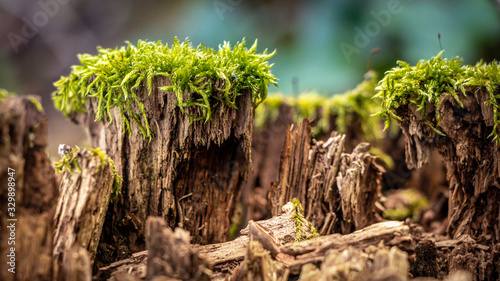 Moss im Wald auf den alten Baustämmen