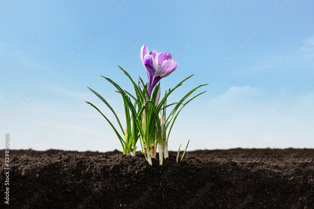 crocus on soil ground with sky crocus on soil ground with sky