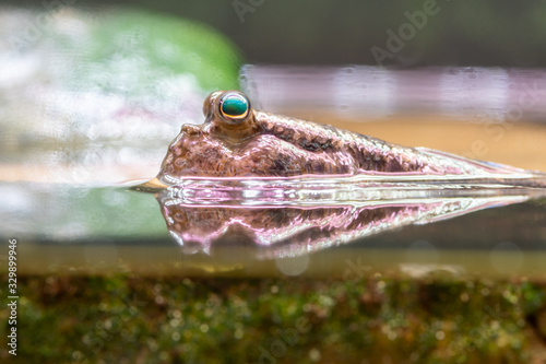 Close up of an Atlantic mudskipper (periophthalmus barbarus) photo