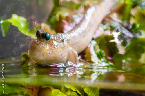 Close up of an Atlantic mudskipper (periophthalmus barbarus) photo