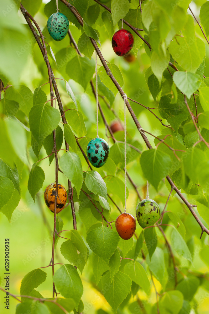 Fototapeta premium Colored easter quail eggs, hanging on birch branch. Easter concept.
