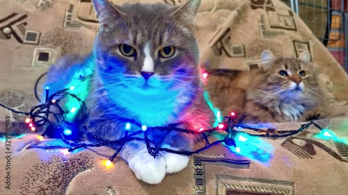 Un chat avec une guirlande de noël  photo