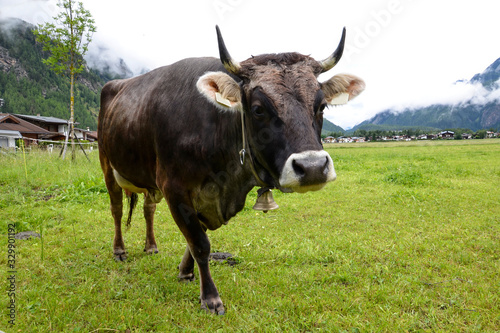 Curious cow in an Austrian meadow with horns and a bell