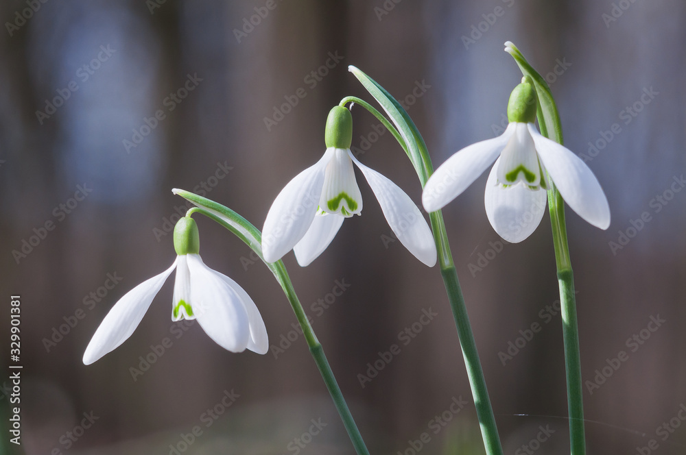 Closeup of white snowdrop flowers Closeup of white snowdrop flowers