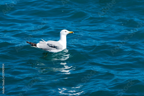 Seagull swimming in the sea