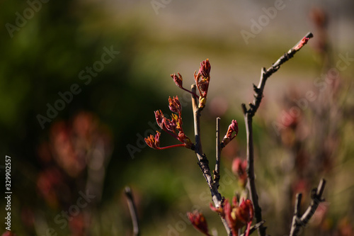 In the spring, plants bloom in the garden. Young shoots on a branch. Close-up. Selective focus