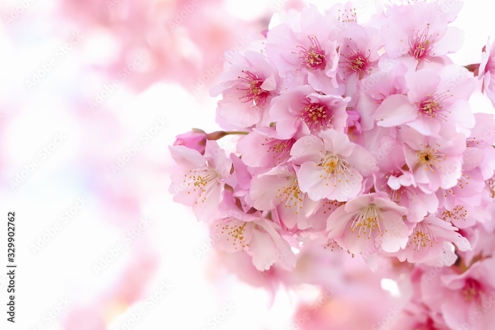 桜の開花イメージ 桜の開花イメージ
