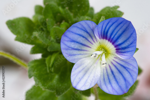 veronica persico 01 - piccolo fiore selvatico photo