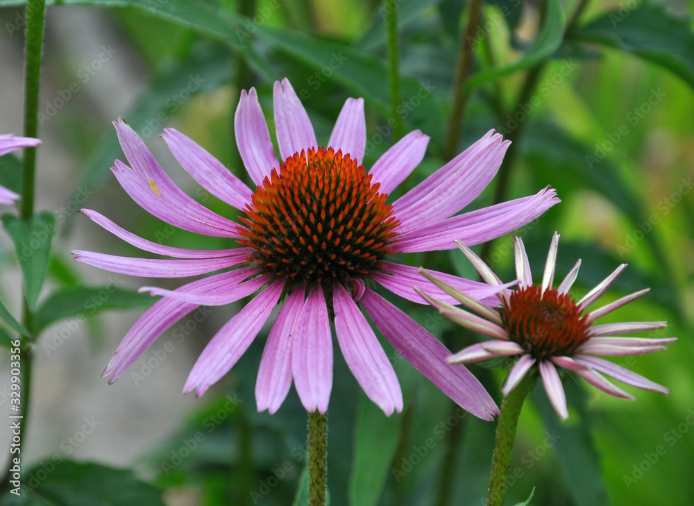 Bloom in nature echinacea purpurea Bloom in nature echinacea purpurea