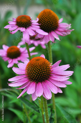 Bloom in nature echinacea purpurea