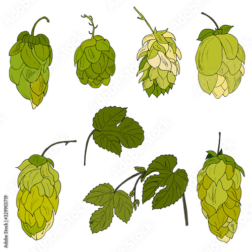 Bunches of green hop cones with leaves isolated on white background. Realistic vector illustration.Cosmetic and medical plant.  Hand drawn vintage hop illustration