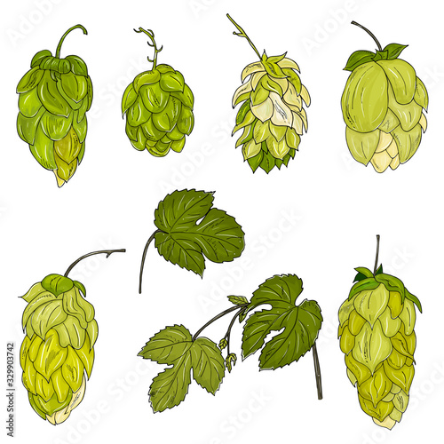 Bunches of green hop cones with leaves isolated on white background. Realistic vector illustration.Cosmetic and medical plant.  Hand drawn vintage hop illustration