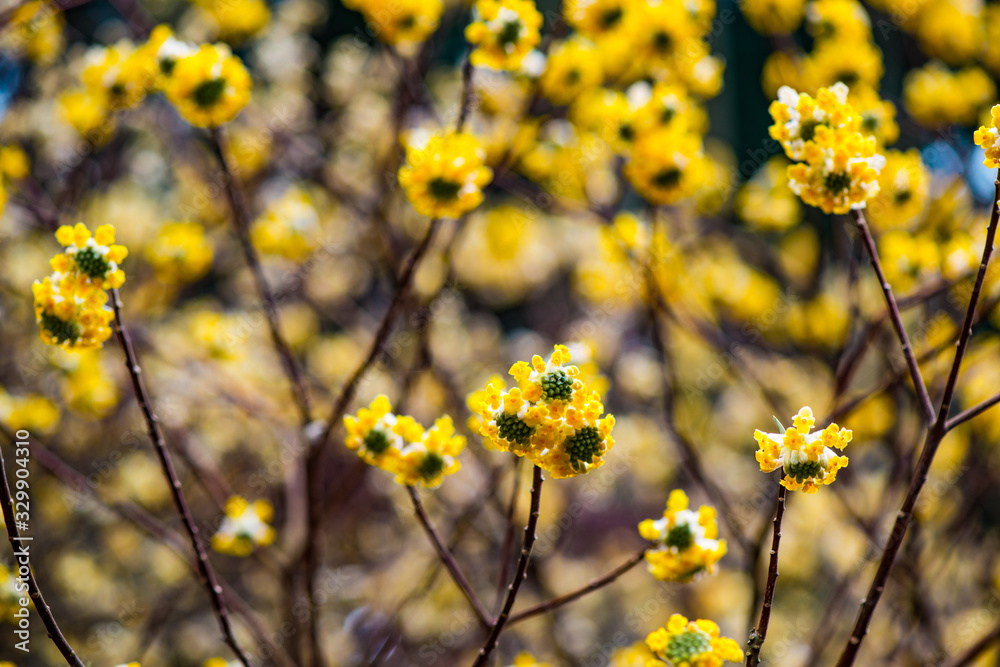 Obraz premium ミツマタ