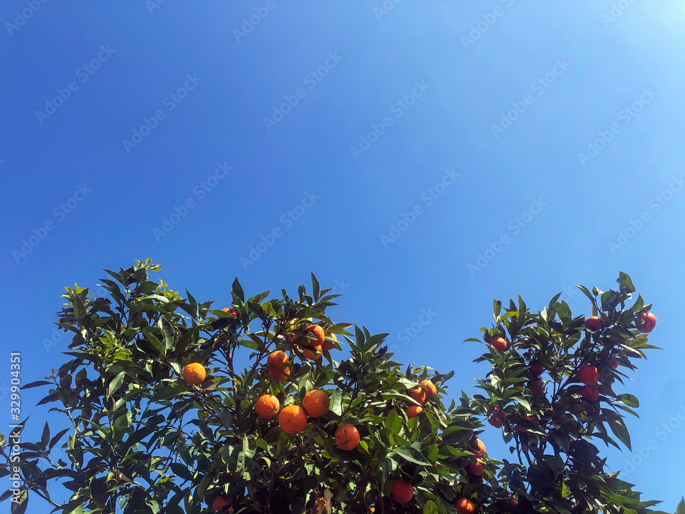 Fresh orange fruits hanging on branches with green leafs ready for harvesting with blue sky at background 