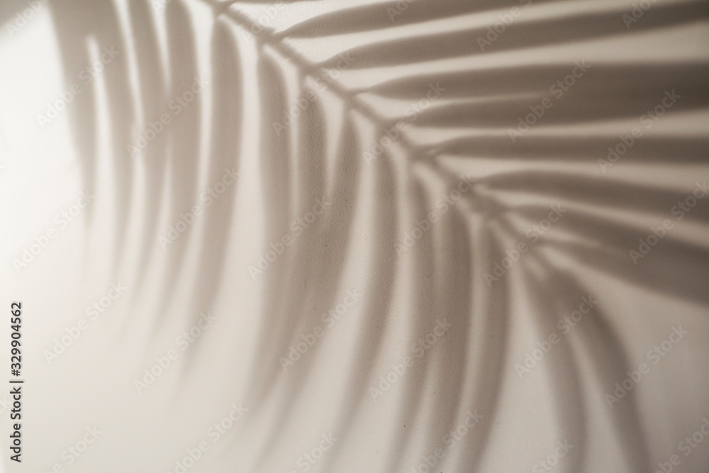 Obraz premium Shadow of tropical leaves background. Shadows from palm leaves on a white wall background