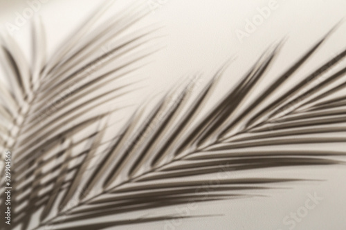 Shadow of tropical leaves background. Shadows from palm leaves on a white wall background