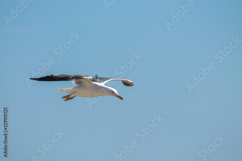 Seagull flying in a blue sky